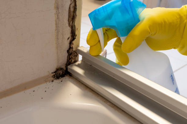 Best Certified Mold Removal  in Mccormick, SC