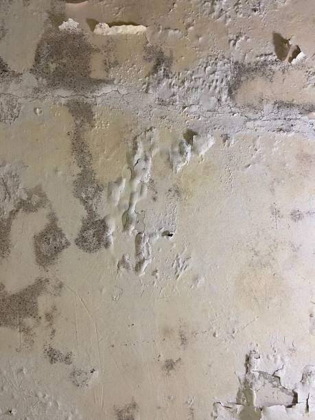 Best Emergency Mold Removal  in Mccormick, SC