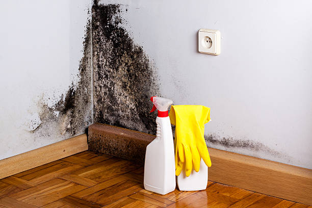 Best Professional Mold Removal  in Mccormick, SC