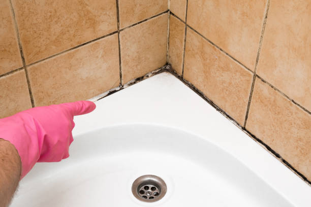 Best Local Mold Removal Service  in Mccormick, SC